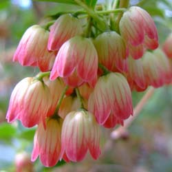 Redvein Enkianthus